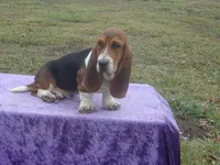 Humphrey, a male Basset Hound for sale in Kansas City, MO – Photo 3 of 10