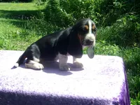 Hazel, a female Basset Hound for sale in Kansas City, MO – 9 of 9