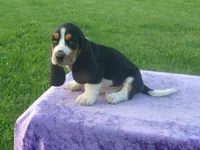 Winston, a male Basset Hound for sale in Kansas City, MO – 7 of 9