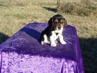 Rosie, a female Beagle for sale in Kansas City, MO – Photo 5 of 5