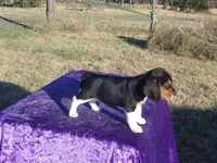 Rosie, a female Beagle for sale in Kansas City, MO – Photo 4 of 5