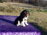 Rosie, a female Beagle for sale in Kansas City, MO – Photo 3 of 5