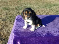 Rosie, a female Beagle for sale in Kansas City, MO – Photo 2 of 5