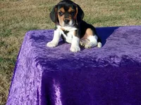 Rosie, a female Beagle for sale in Kansas City, MO – Photo 1 of 5