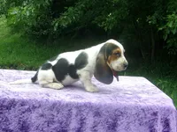 Hampton, a male Basset Hound for sale in Kansas City, MO – 2 of 6