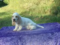 Sunny, a female Basset Hound for sale in Kansas City, MO – 2 of 9