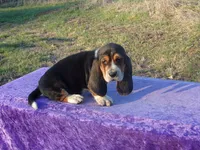 Thurman, a male Basset Hound for sale in Kansas City, MO – Photo 1 of 3