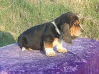 Thurman, a male Basset Hound for sale in Kansas City, MO – Photo 3 of 3