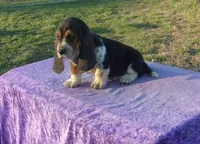 Thurman, a male Basset Hound for sale in Kansas City, MO – Photo 2 of 3