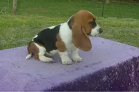 Sugar, a female Basset Hound for sale in Kansas City, MO – 5 of 5