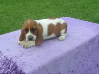 Dixie, a female Basset Hound for sale in Kansas City, MO – 6 of 6