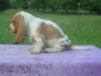 Elsie, a female Basset Hound for sale in Kansas City, MO – 4 of 6