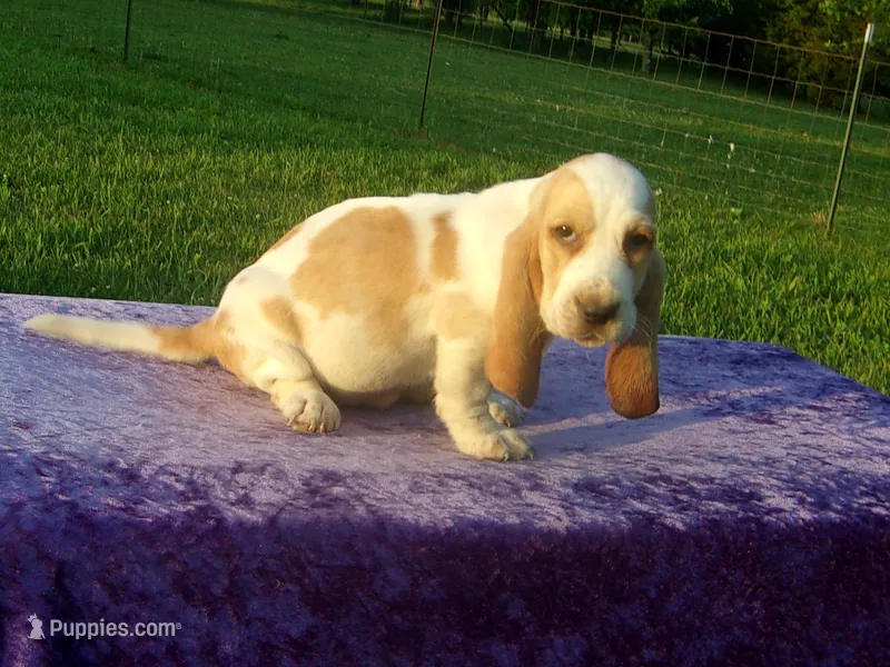 Jasmine – Basset Hound puppy for sale in Kansas City, MO
