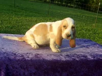 Jasmine, a female Basset Hound for sale in Kansas City, MO – 1 of 5