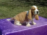 Ozzie, a male Basset Hound for sale in Kansas City, MO – Photo 7 of 9