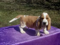 Ozzie, a male Basset Hound for sale in Kansas City, MO – Photo 4 of 9