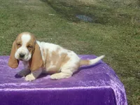 Farley, a male Basset Hound for sale in Kansas City, MO – Photo 2 of 7