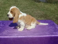 Ozzie, a male Basset Hound for sale in Kansas City, MO – Photo 6 of 9