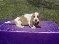 Farley, a male Basset Hound for sale in Kansas City, MO – Photo 6 of 7