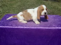 Farley, a male Basset Hound for sale in Kansas City, MO – Photo 5 of 7