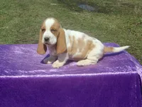 Farley, a male Basset Hound for sale in Kansas City, MO – Photo 1 of 7