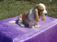 Ozzie, a male Basset Hound for sale in Kansas City, MO – Photo 9 of 9