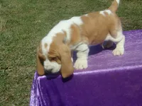 Ozzie, a male Basset Hound for sale in Kansas City, MO – Photo 8 of 9