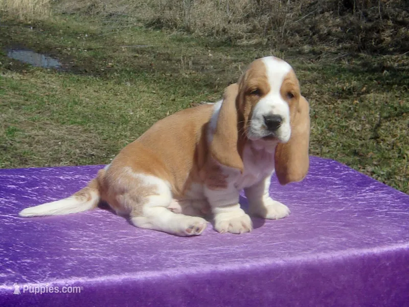 Ozzie – Basset Hound puppy for sale in Kansas City, MO