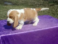 Ozzie, a male Basset Hound for sale in Kansas City, MO – Photo 2 of 9