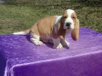 Ozzie, a male Basset Hound for sale in Kansas City, MO – Photo 5 of 9
