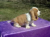 Ozzie, a male Basset Hound for sale in Kansas City, MO – Photo 3 of 9