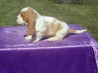 Farley, a male Basset Hound for sale in Kansas City, MO – Photo 3 of 7