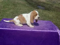 Farley, a male Basset Hound for sale in Kansas City, MO – Photo 7 of 7