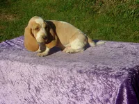 Bentley, a male Basset Hound for sale in Kansas City, MO – 8 of 8