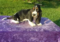 Hanson, a male Basset Hound for sale in Kansas City, MO – Photo 7 of 7
