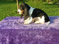 Hanson, a male Basset Hound for sale in Kansas City, MO – Photo 4 of 7