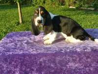Hanson, a male Basset Hound for sale in Kansas City, MO – Photo 5 of 7