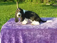 Hanson, a male Basset Hound for sale in Kansas City, MO – Photo 1 of 7