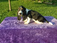 Hanson, a male Basset Hound for sale in Kansas City, MO – Photo 3 of 7