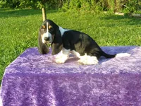 Hanson, a male Basset Hound for sale in Kansas City, MO – Photo 2 of 7