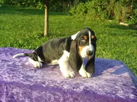 Hanson, a male Basset Hound for sale in Kansas City, MO – Photo 6 of 7