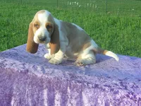 Sampson, a male Basset Hound for sale in Kansas City, MO – 3 of 6