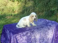 Sunny, a female Basset Hound for sale in Kansas City, MO – 4 of 9