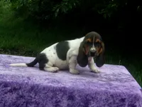Hazel, a female Basset Hound for sale in Kansas City, MO – 6 of 10