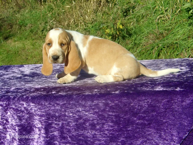 Sydney – Basset Hound puppy for sale in Kansas City, MO