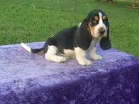 Winston, a male Basset Hound for sale in Kansas City, MO – 4 of 9