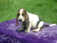 Rosie, a female Basset Hound for sale in Kansas City, MO – 8 of 8