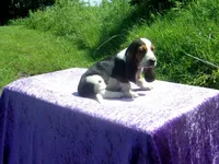 Bella, a female Basset Hound for sale in Kansas City, MO – 6 of 9