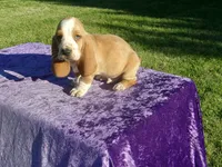 Shilo, a male Basset Hound for sale in Kansas City, MO – 7 of 8