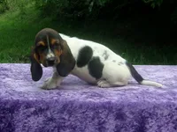 Hazel, a female Basset Hound for sale in Kansas City, MO – 5 of 10